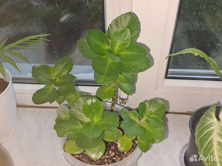 Комнатные цветы каланхоэ