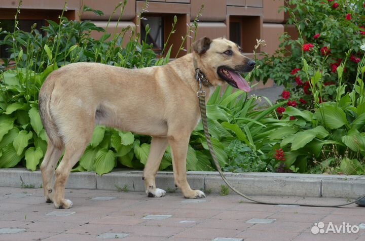 Красавчик Джой ищет хозяина