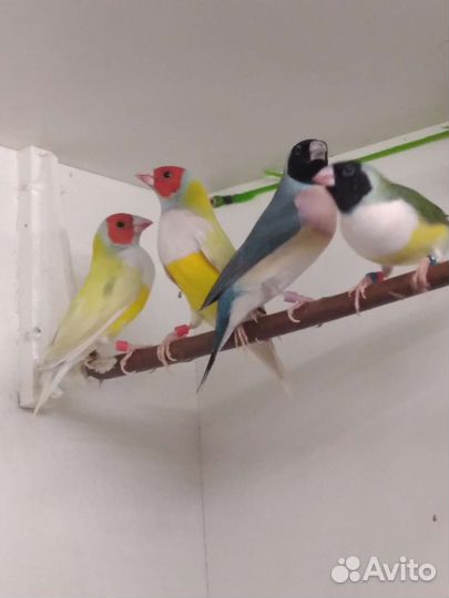 Амадины гульда