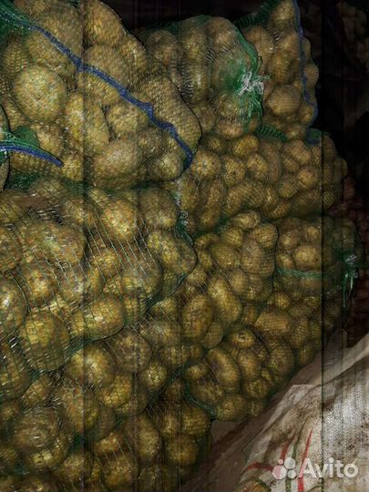 Картофель свежий урожай