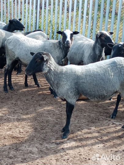 Овцы бараны ягнята романовские