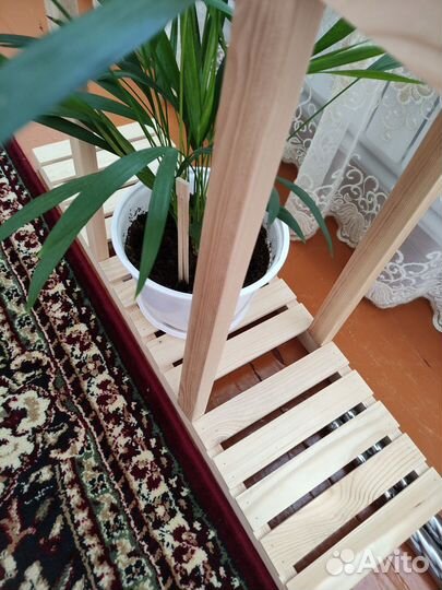 Пальма дипсис