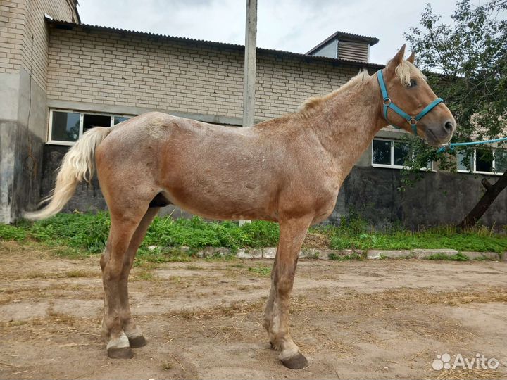 Лошади, Жеребец и мерин