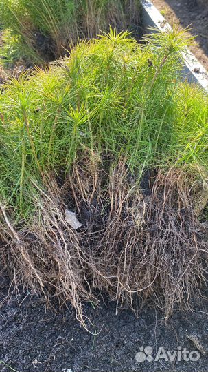 Продаю сеянцы сосны и ели