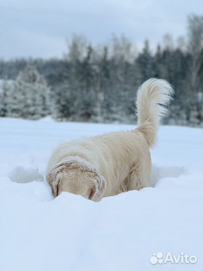 Передержка крупных собак, зооняня