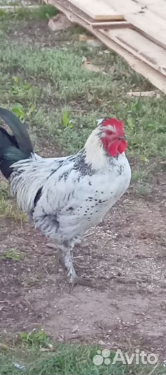 Куры петухи