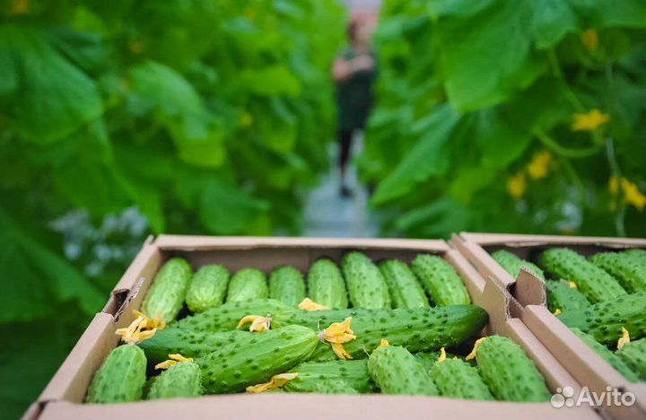 Сборщик урожая в теплицы/Вахта 15/35/45/Жильё+Еда