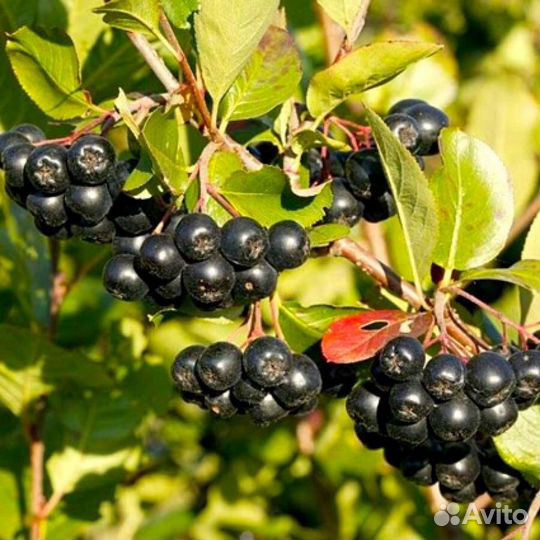 Рябина черноплодная