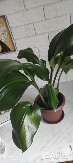 Эухарис (Амазонская Лилия)