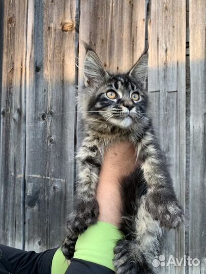 Мейн кун белый