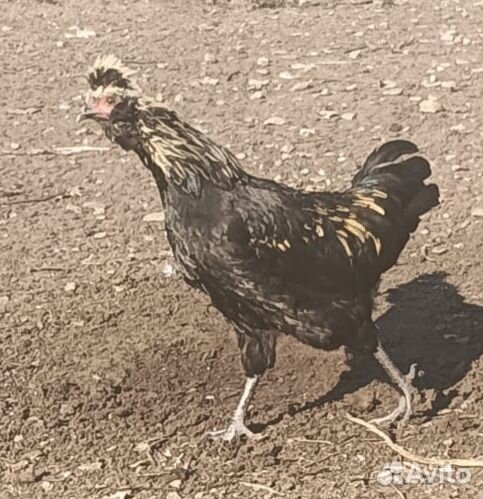 Молодые петушки