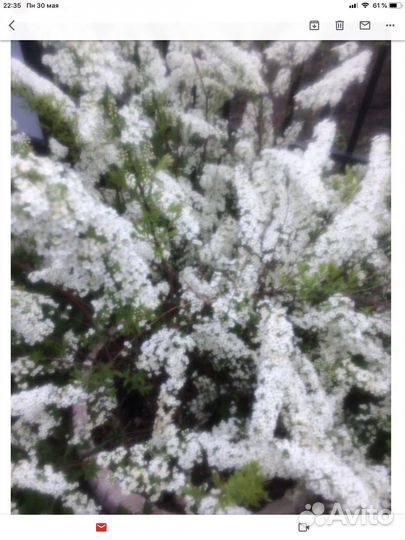 Многолетники цветы, кустарники