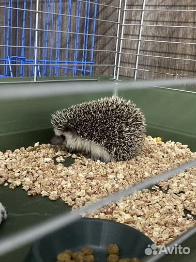 Африканский ежик