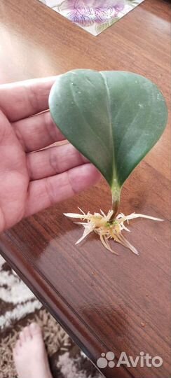 Пеперомия туполистная