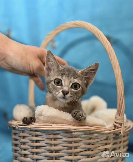 Котёнок из потопа в Херсоне серый маленький