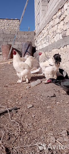 Петухи брамма