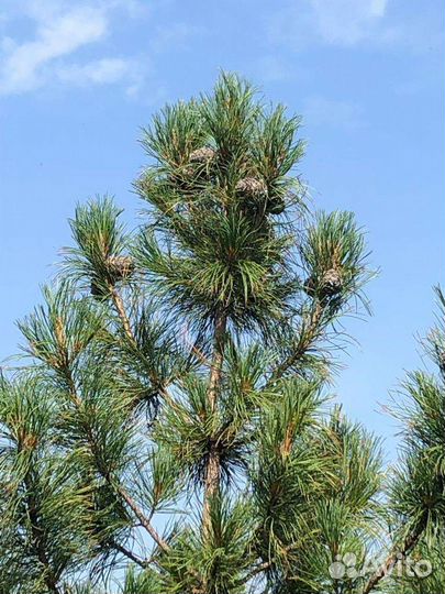 Саженцы кедра