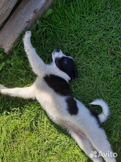 Щенок в добые руки