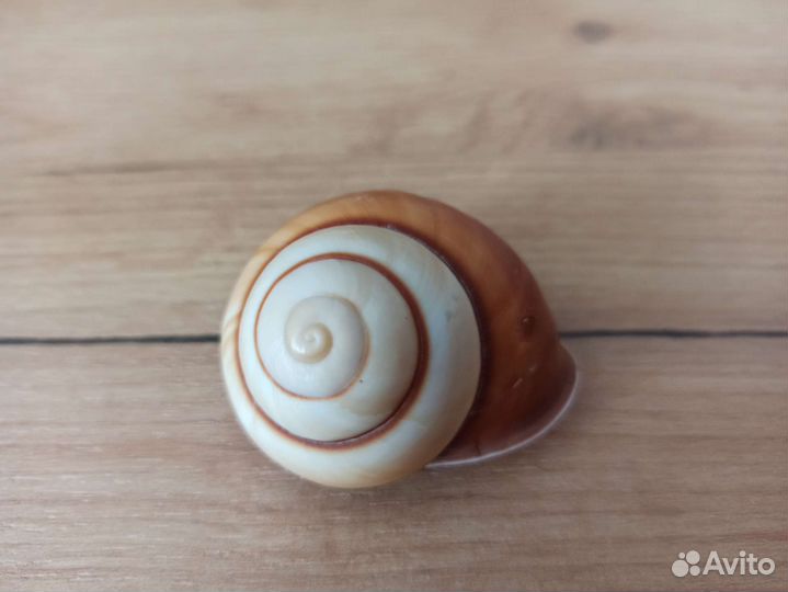 Морская раковина