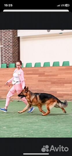 Кобель Немецкой овчарки Вязка