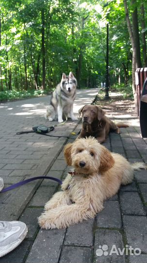 Кинолог. Дрессировка и воспитание собак всех пород