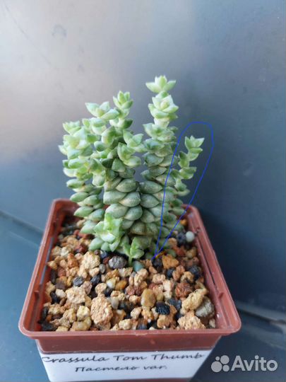 Суккуленты-2