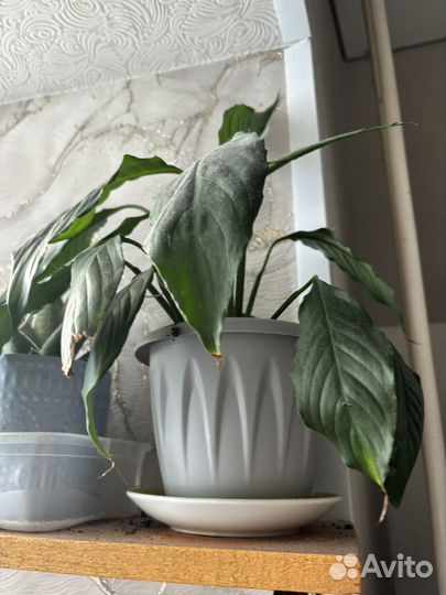 Спатифиллум, денежное дерево, доллоровое дерево