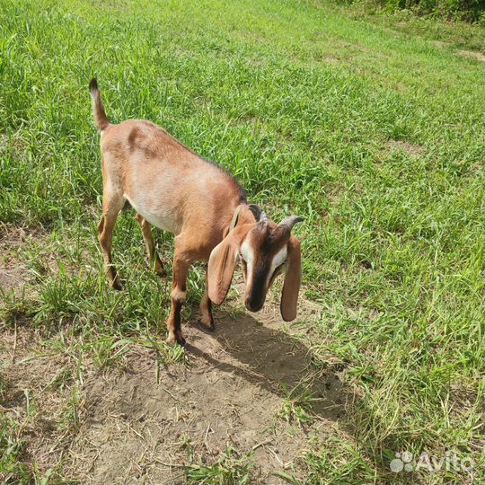 Продам козликов на племя