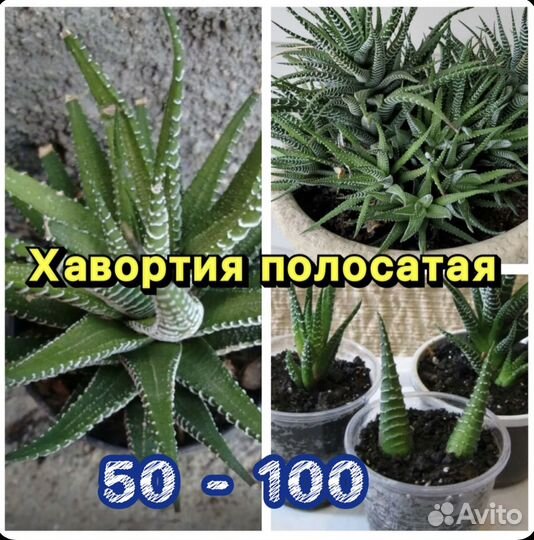 Хавортия полосатая