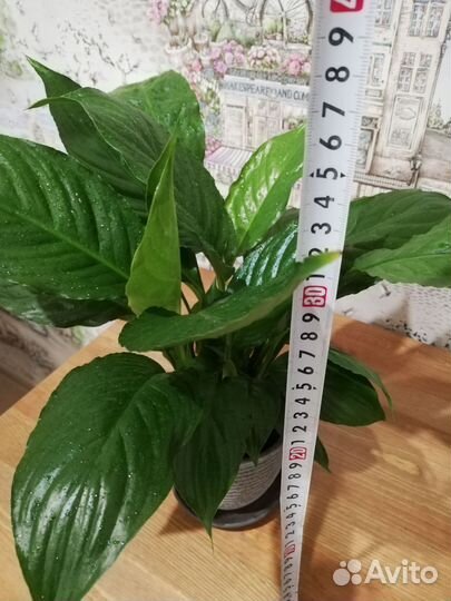 Спатифиллум (крупные листья) начинает цвести