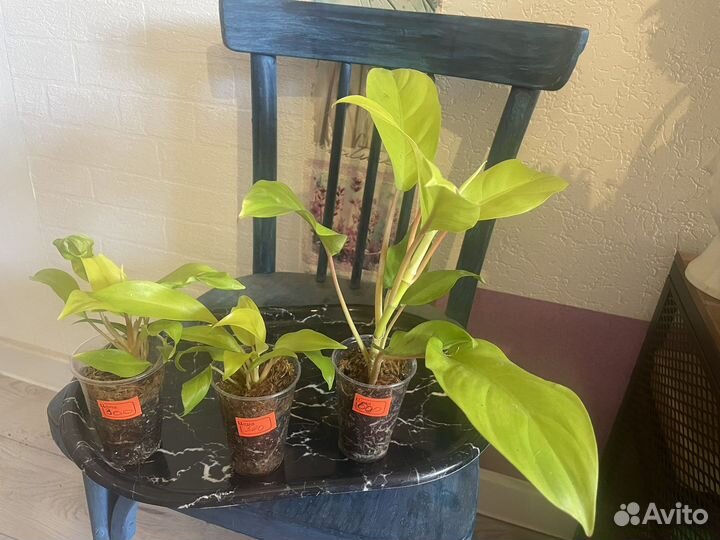 Филодендрон малай голд