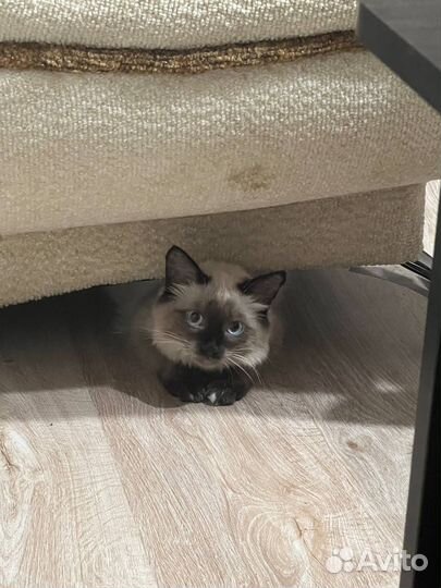 Отдаю кота