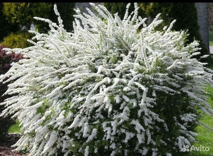 Спирея серая Грефшейм,пузыреплодник,многолетники