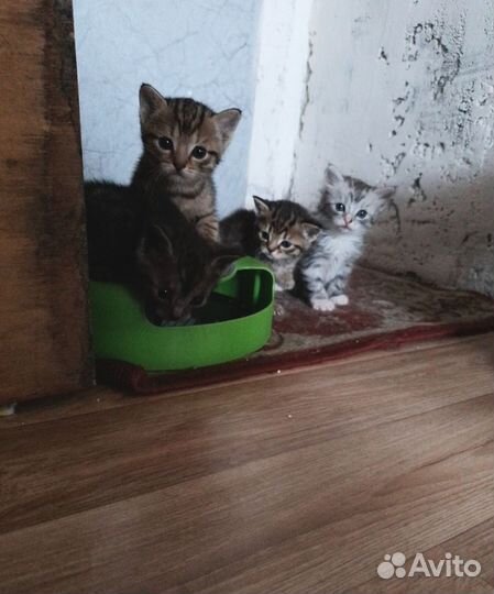Отдам котят в добрые руки