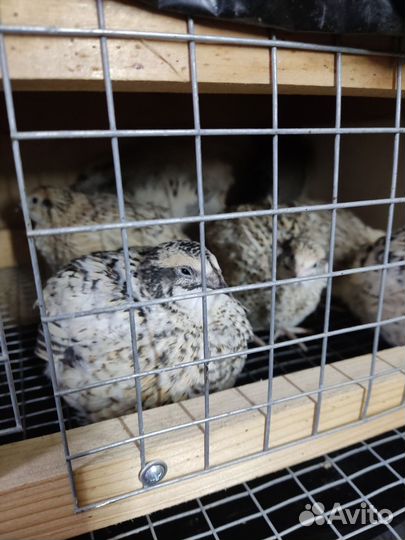 Перепелки несушки