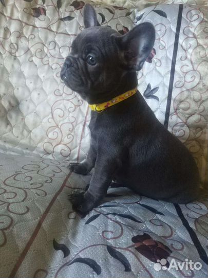 Французский бульдог голубой