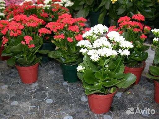 Каланхое красное