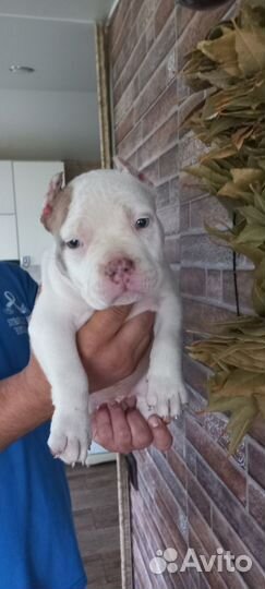 Щенки американского буля