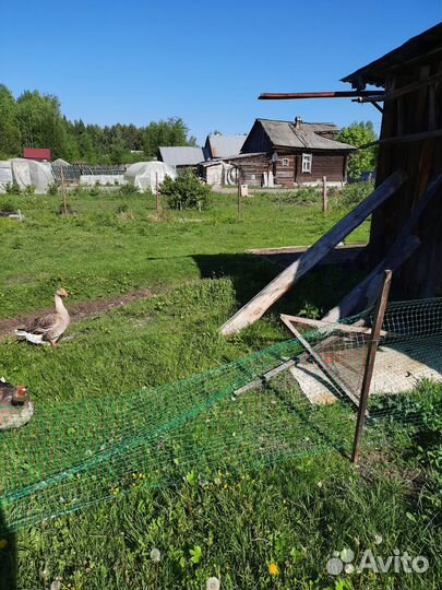 Гуси Крупные серые,гусыня холмогорка