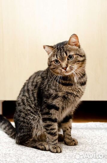 Котик Мускат в поисках дома