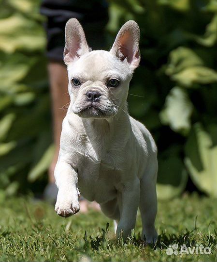 Французский бульдог, девочка