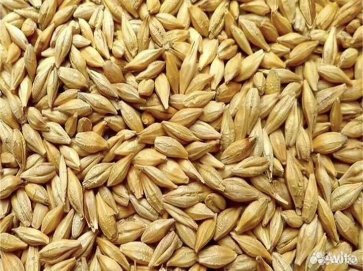 Ячмень яровой