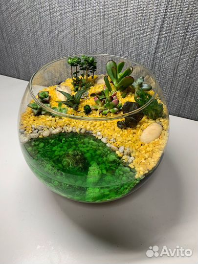 Флорариум садик из суккулентов