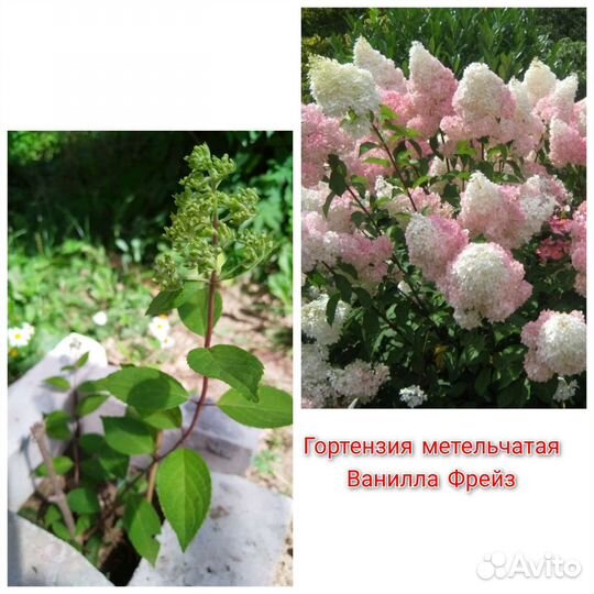 Рябинник,гортензия древовидная,лох серебр.,сирень