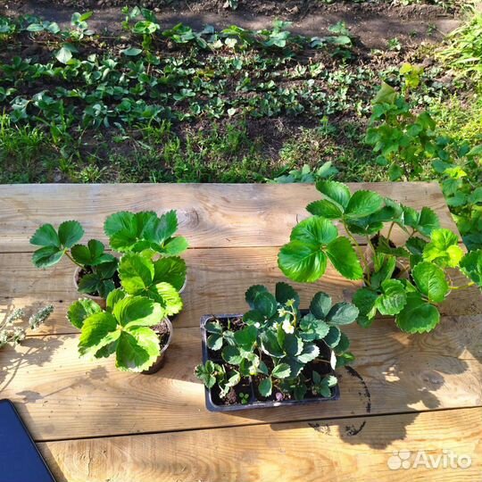 Рассада Клубника Азия,Хоней-40руб. Елизавета - 50р