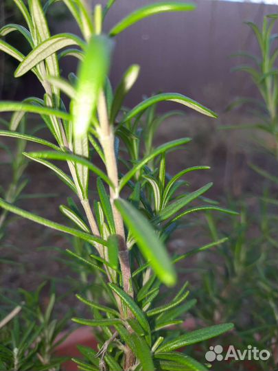 Розмарин растение