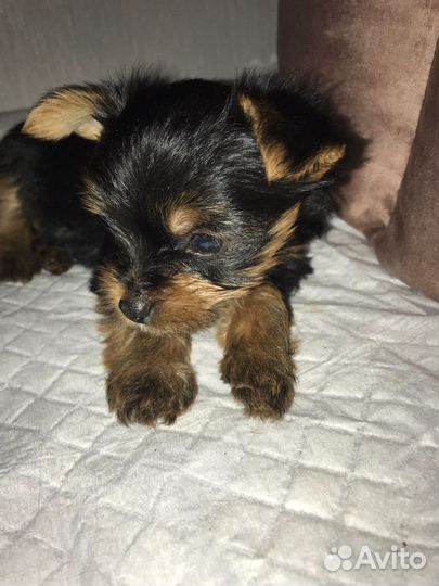 Йоркширский терьер щенки