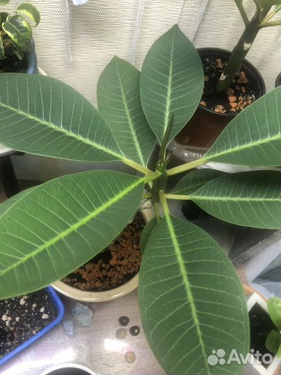 Плюмерия (франжипани)