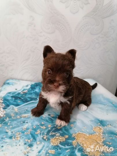 Йорки шоколад и черный кофе