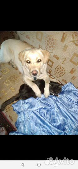 Лабрадетки